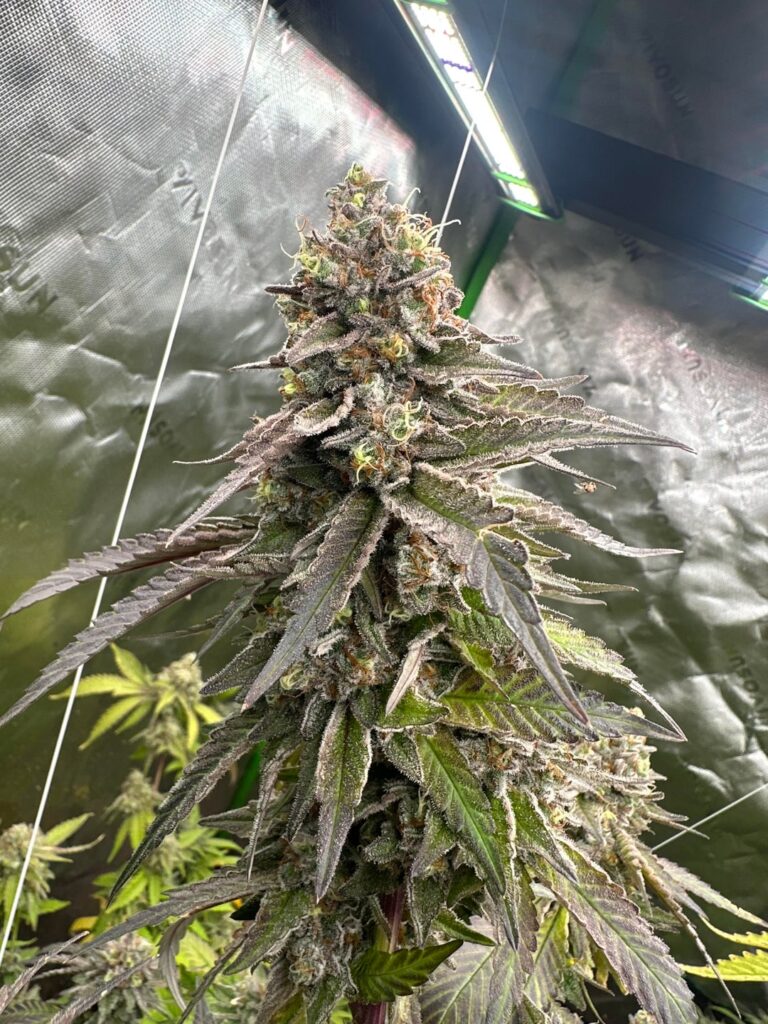 Im done topping my plants