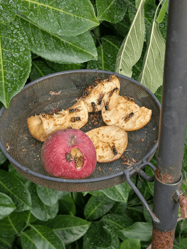 Wasp feeding station