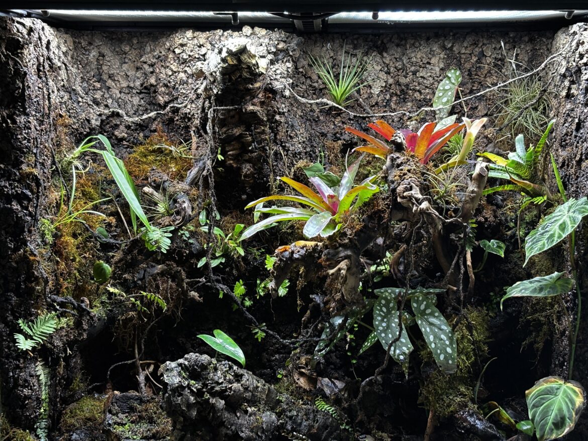 3 months of growth in my Viv