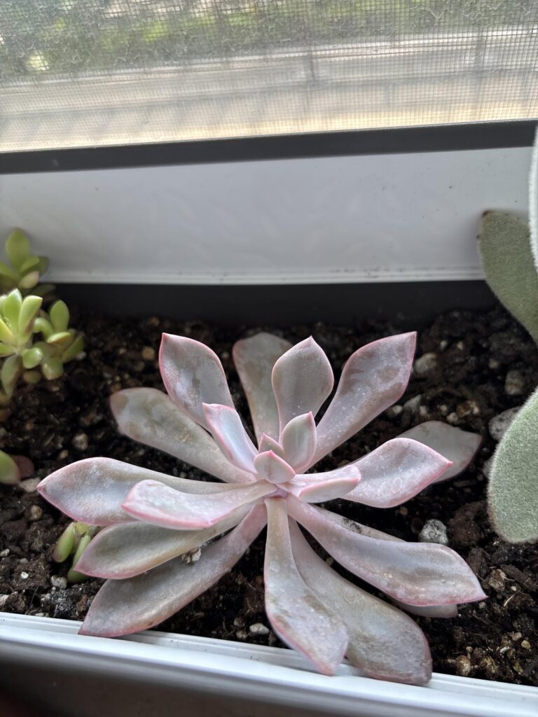 Anybody know what ive got?