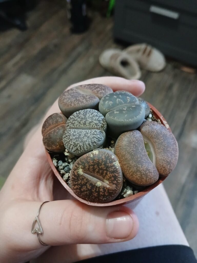 HELP!! One of my lithops is funky
