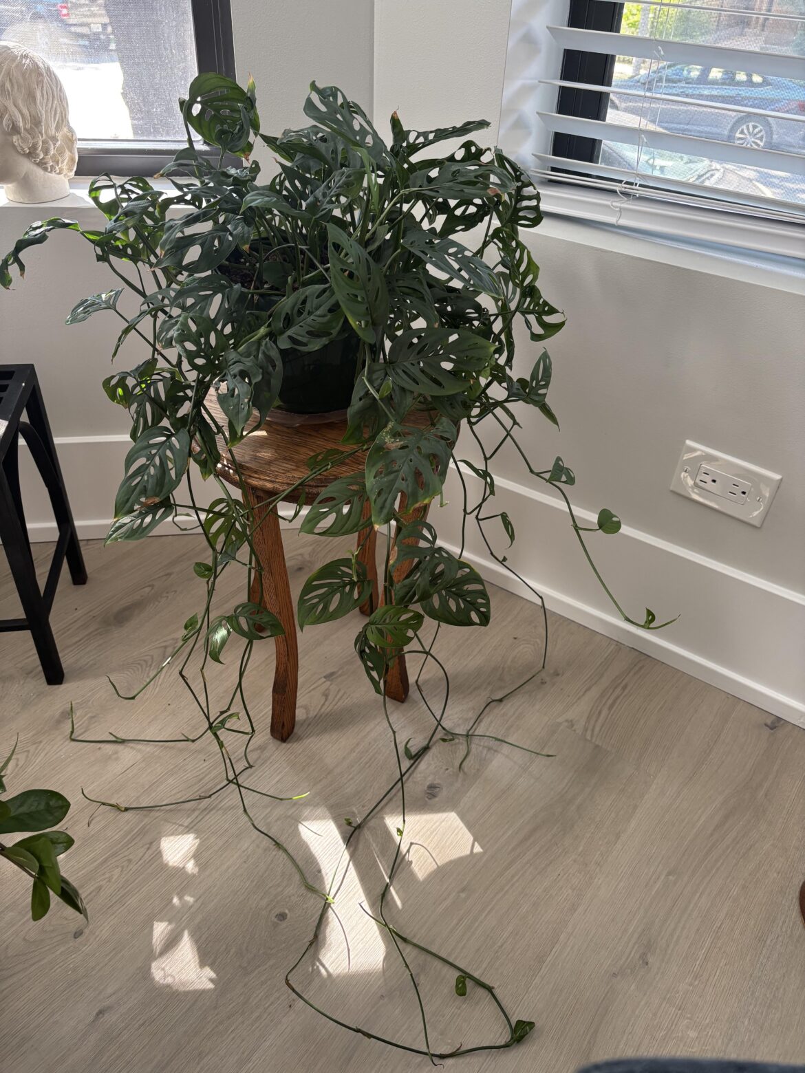 Swiss Cheese plant help