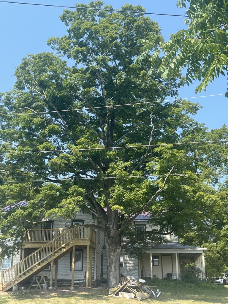 What is the health of this tree