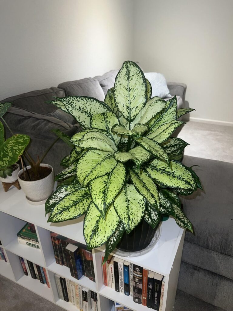 My prized possession