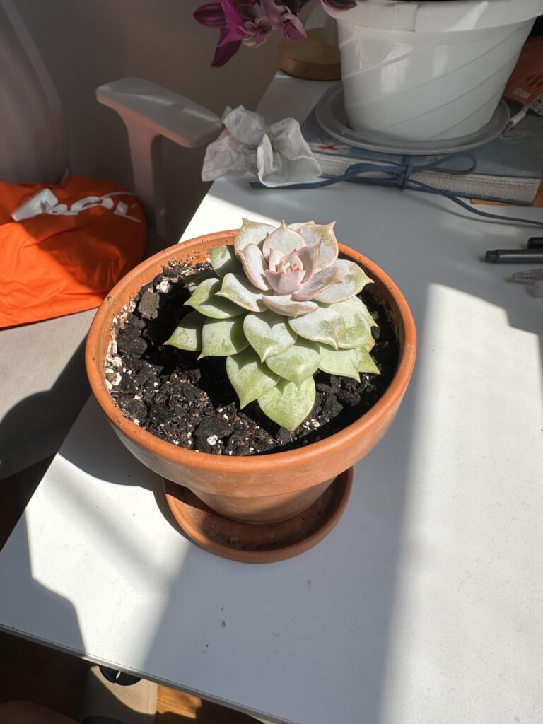 help identifying? help identifying?