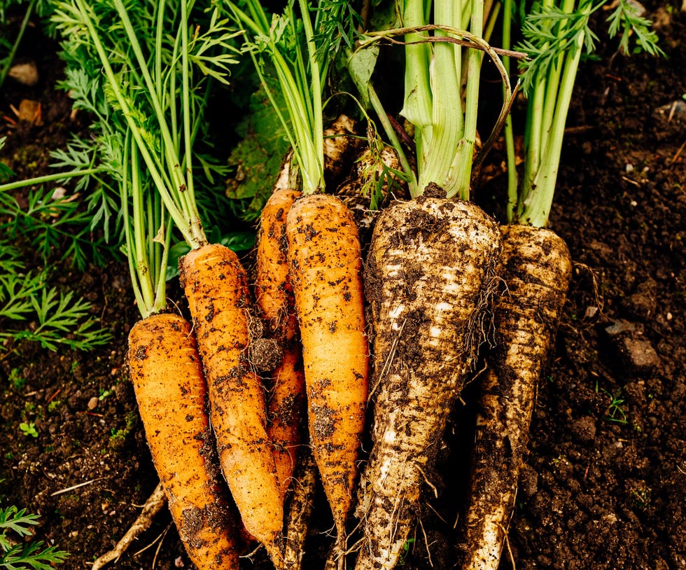 carrots in the garden