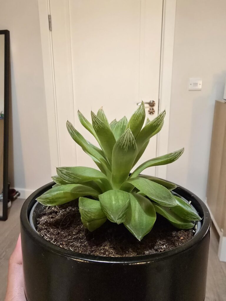 Is my baby dying? Is my baby dying?