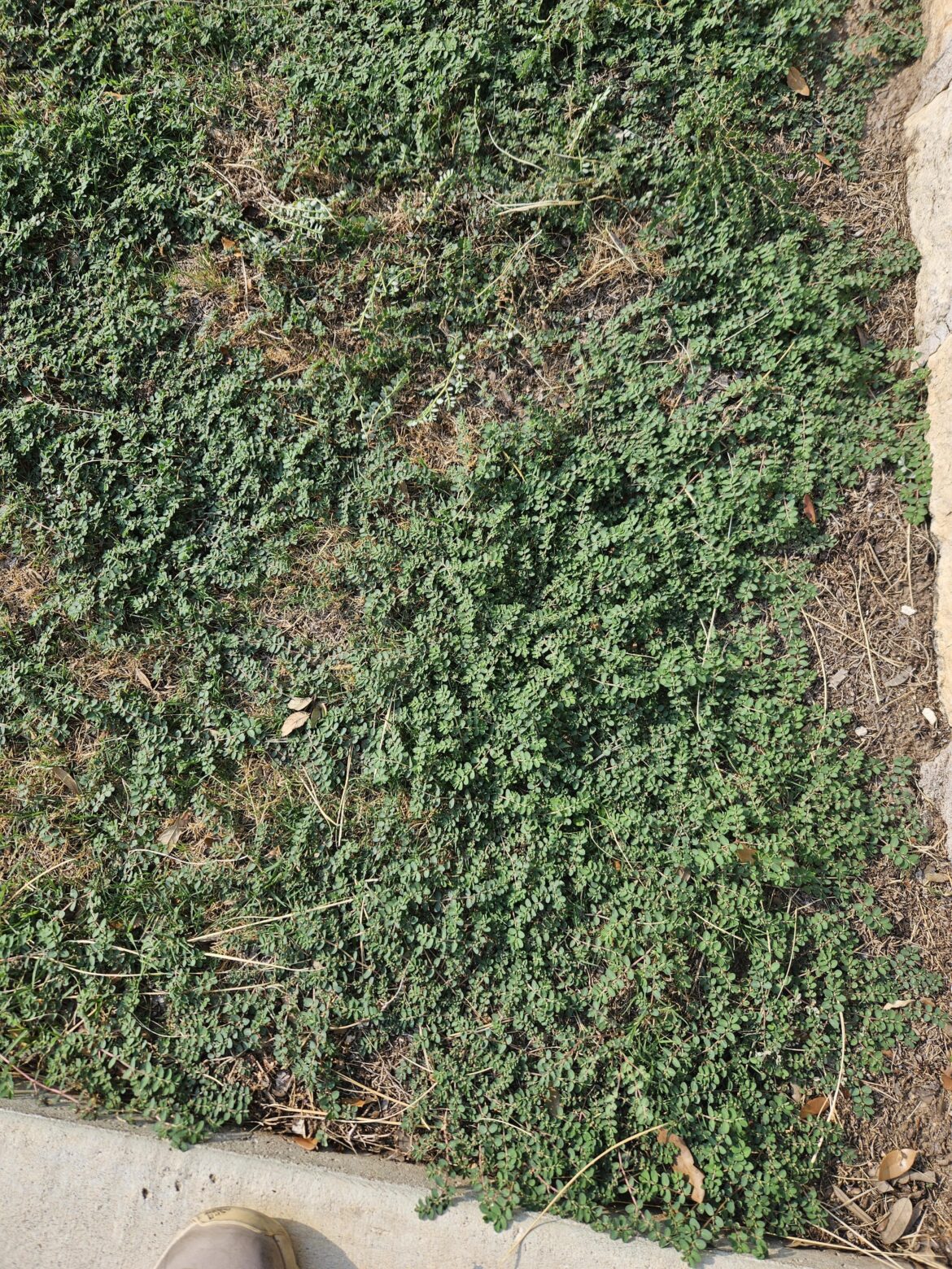 What do you use to annihilate these?