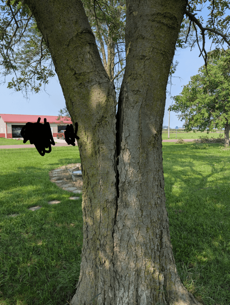 Does this tree need to come down?