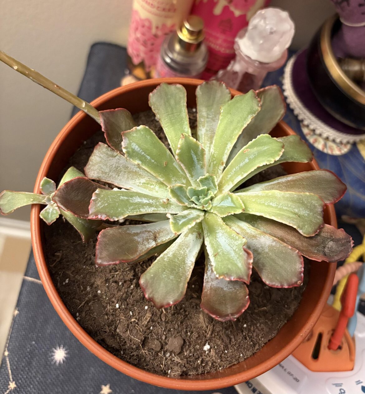 Is she ruined?