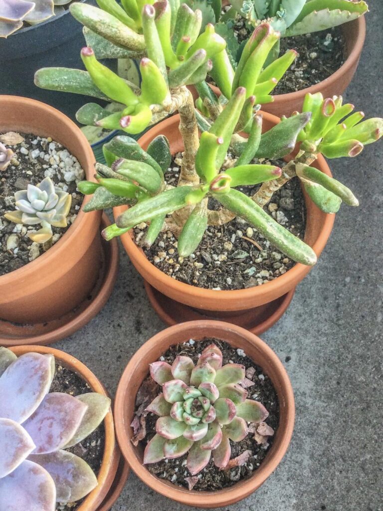 Echeveria cuspidata var. zaragozae