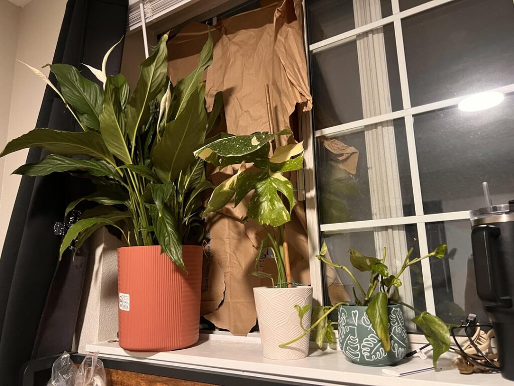 Recently switched from soil to water. Advice needed Recently switched from soil to water. Advice needed