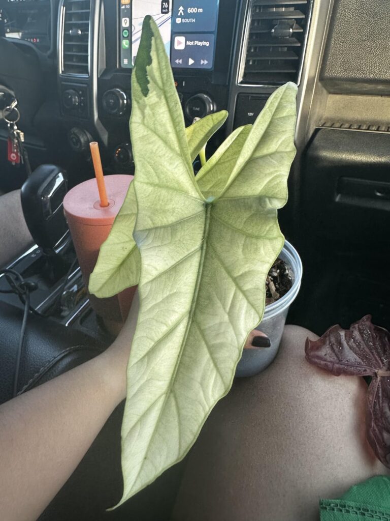 Help- what type of alocasia is this?