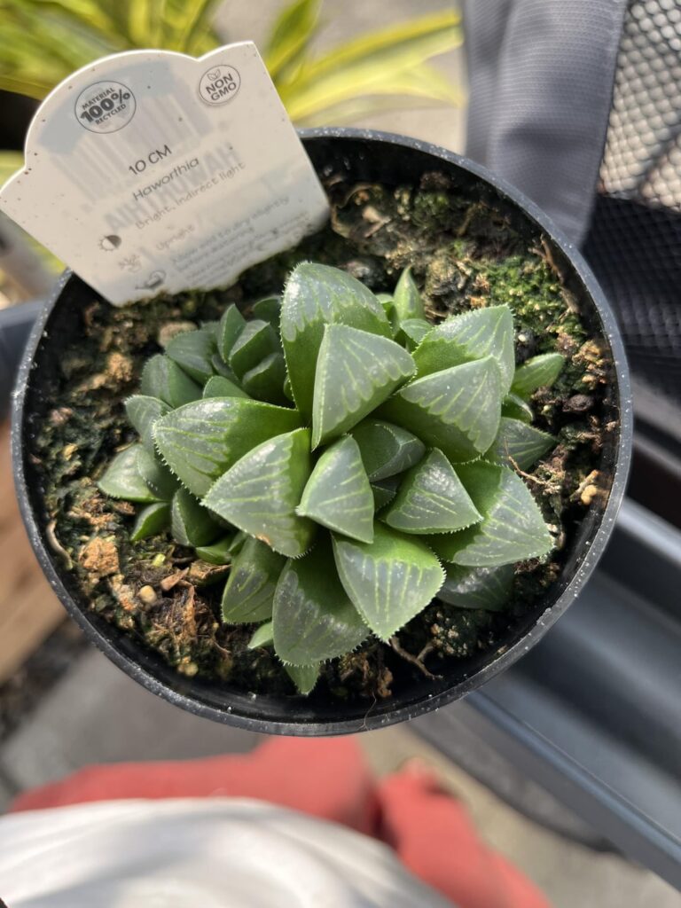 Just picked this up at the garden centre, can you guys help me ID it?