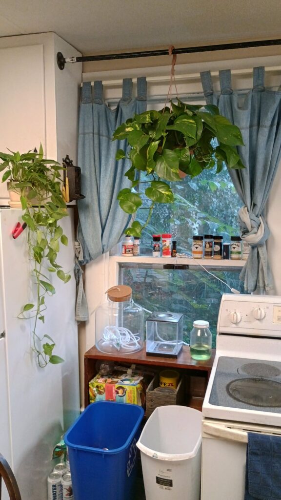 My beautiful babies and propagating...and some leaves I plucked to just see how long they would thrive off the vine...it's been a month and they haven't even started to wilt!