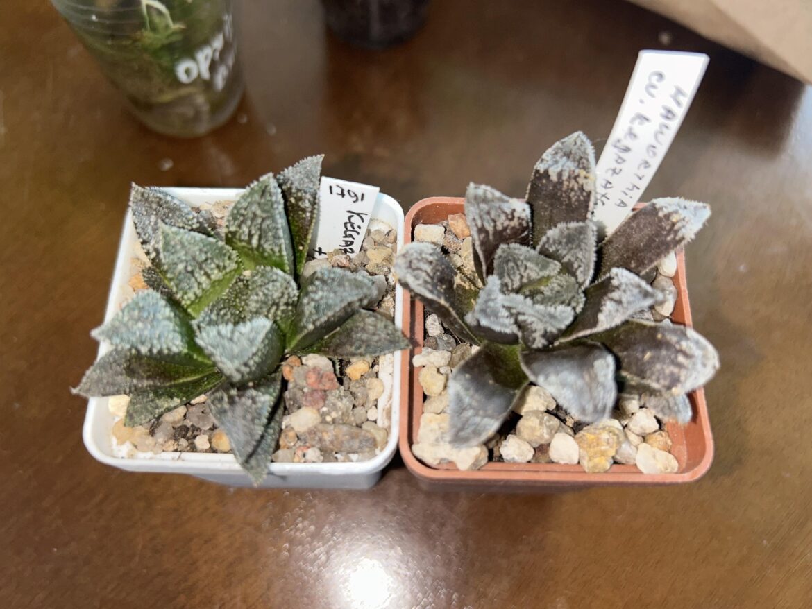 My new guys. Hello from Ukraine, Kyiv!