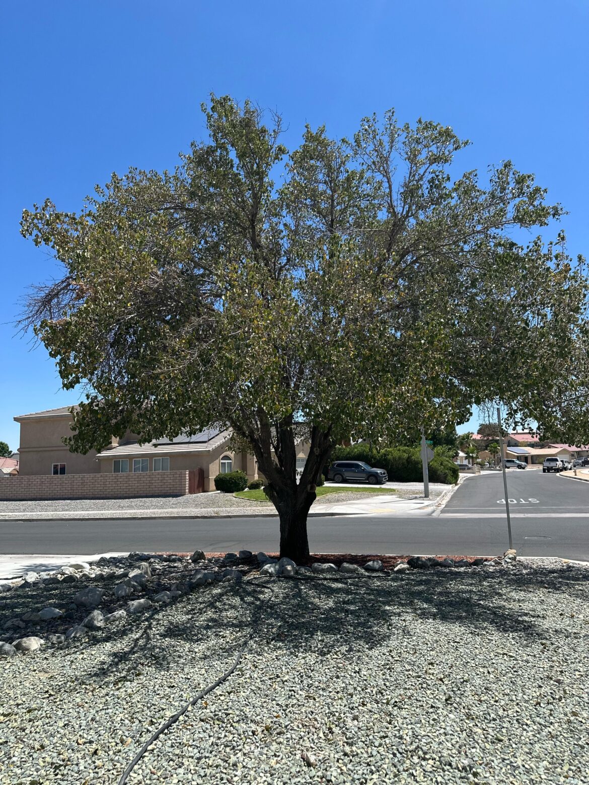 Tree is dying 😢 Tree is dying 😢