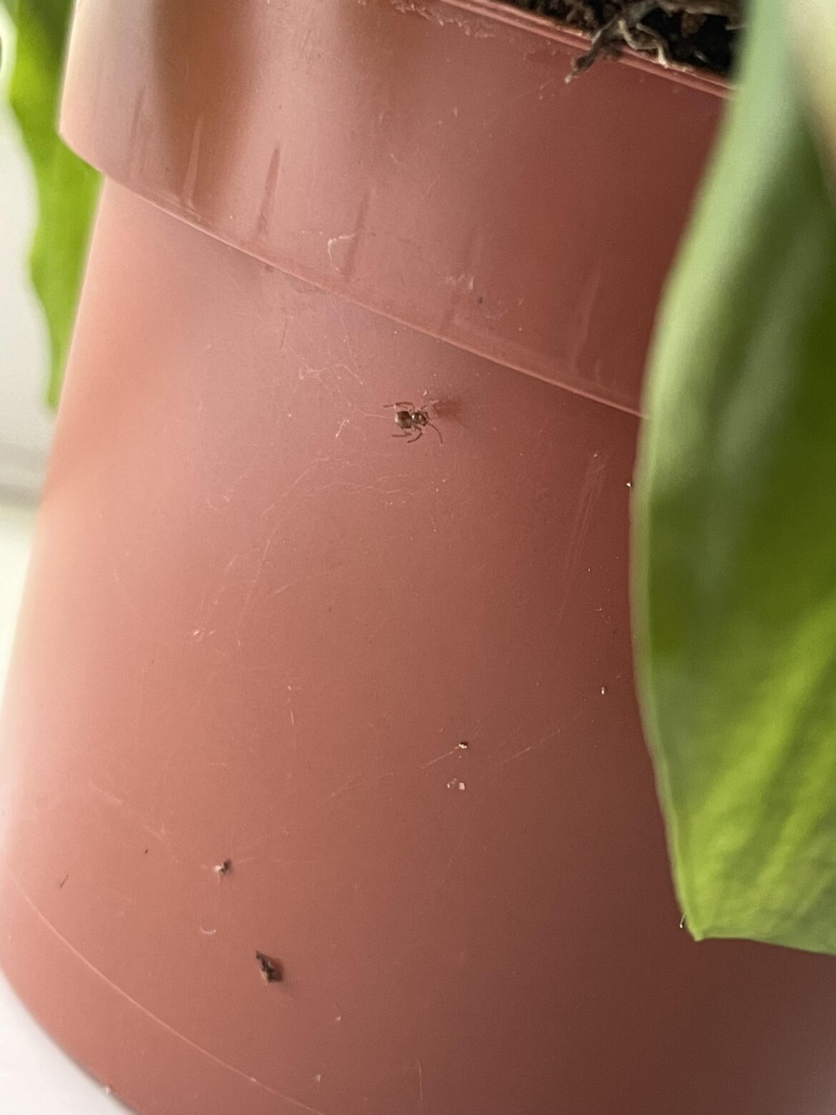 Should I be concerned about this spider on my peace lily pot? Should I be concerned about this spider on my peace lily pot?
