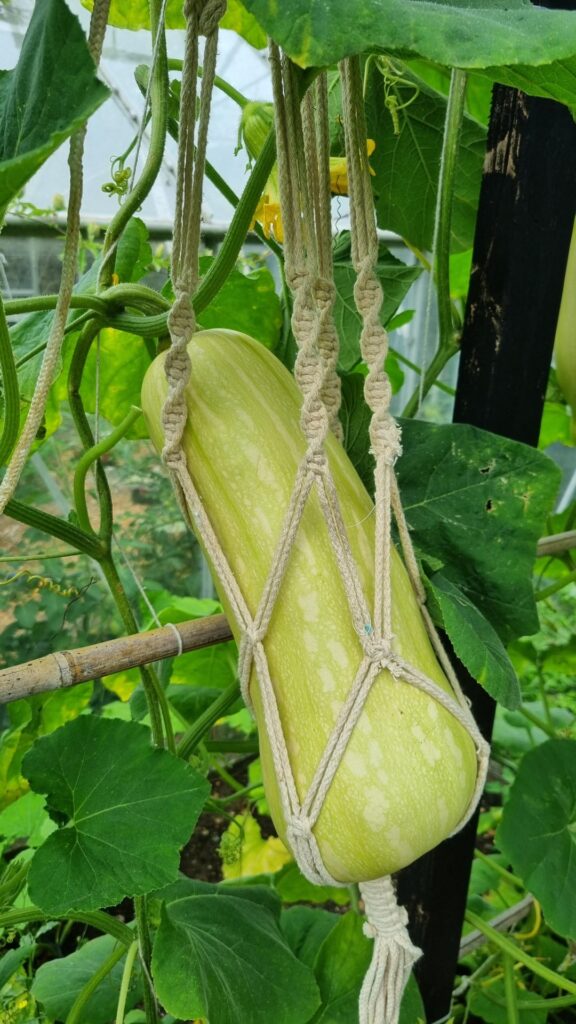 Trying to ensure my butternut squash doesn't fall off!