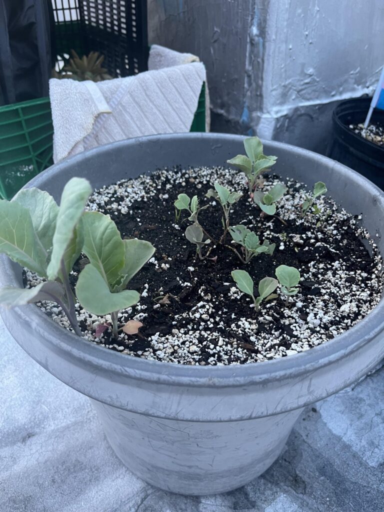 What are these? Planted them and don’t remember! It’s three different seeds, unless secret volunteer weeds got in there!