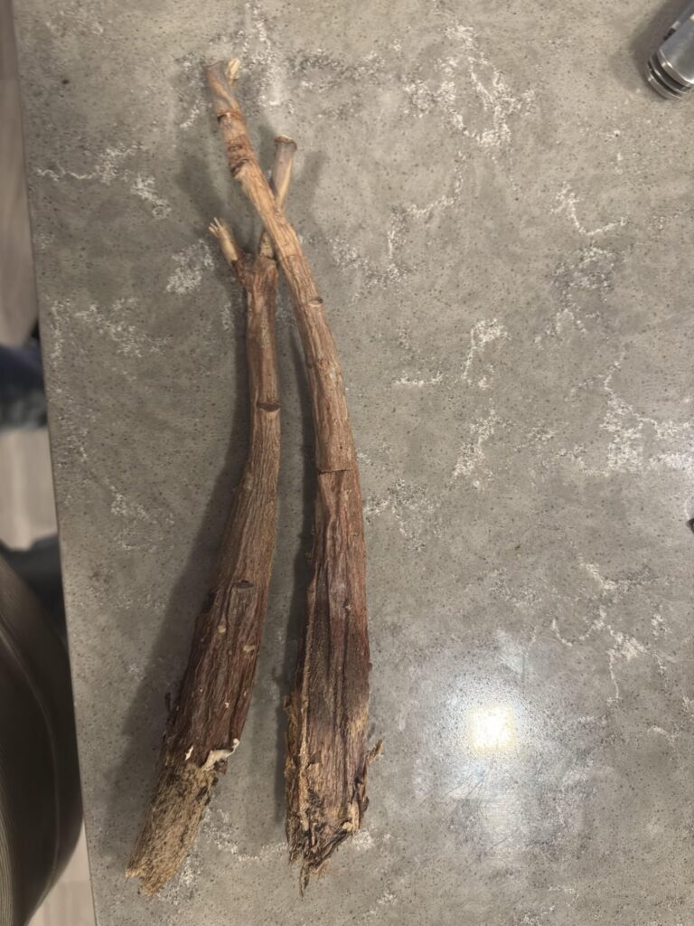 Money tree lost its braids :(