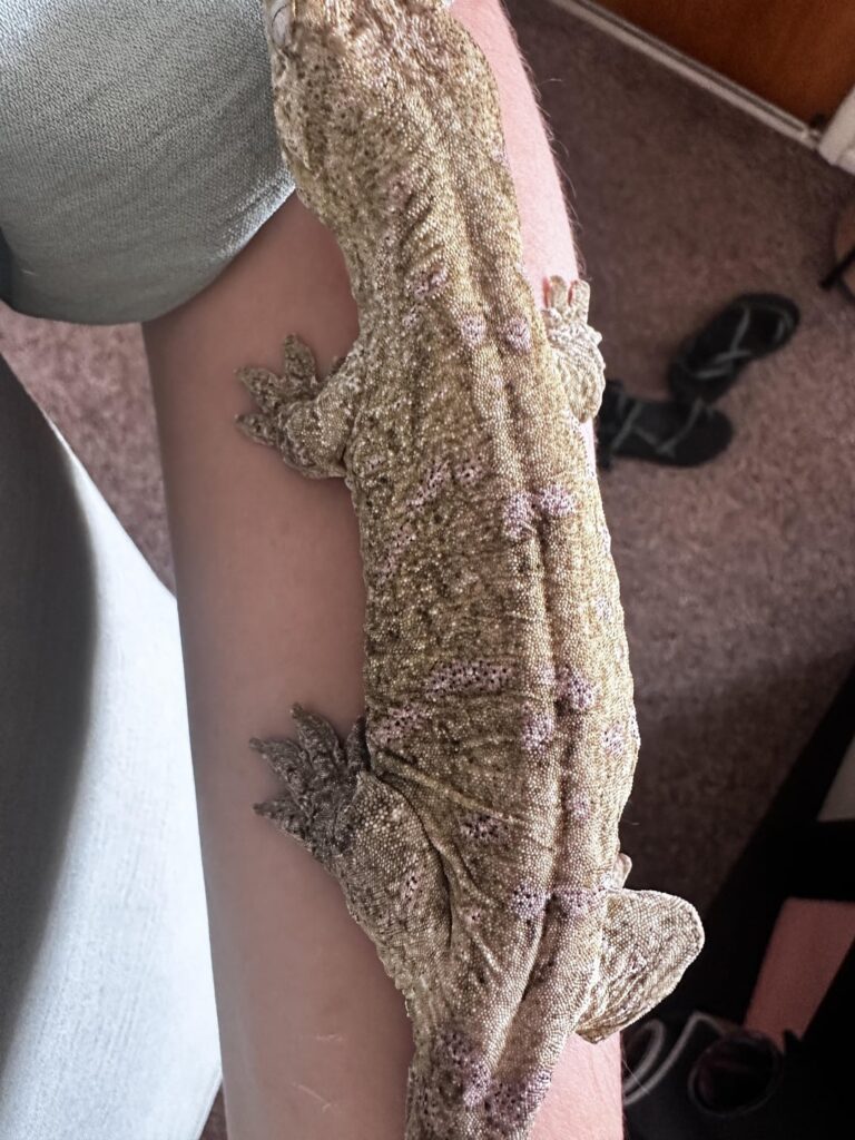 BUBBLEGUM & SPEARMINT 💕💚