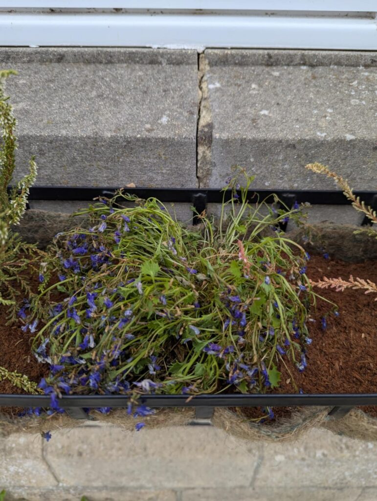 Is my Ambella being saving? 😢