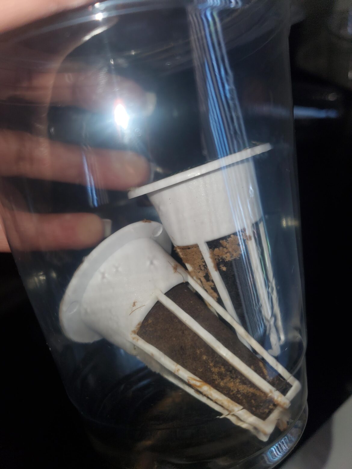 What happened to our seedlings? What happened to our seedlings?