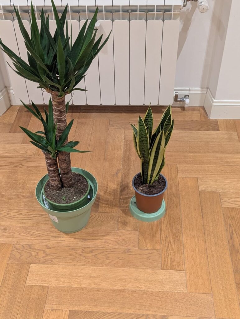 My Yucca died and I’m honestly sad My Yucca died and I'm honestly sad