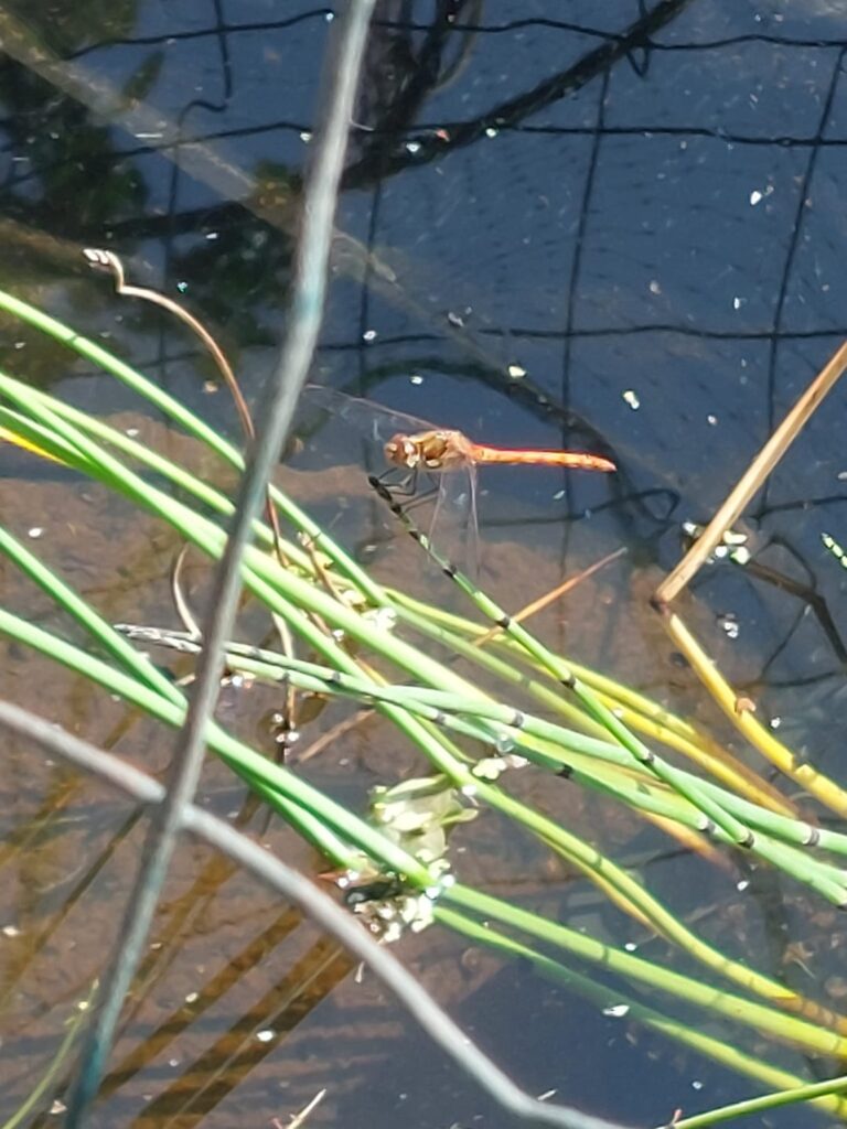 Common darter visiting the pond