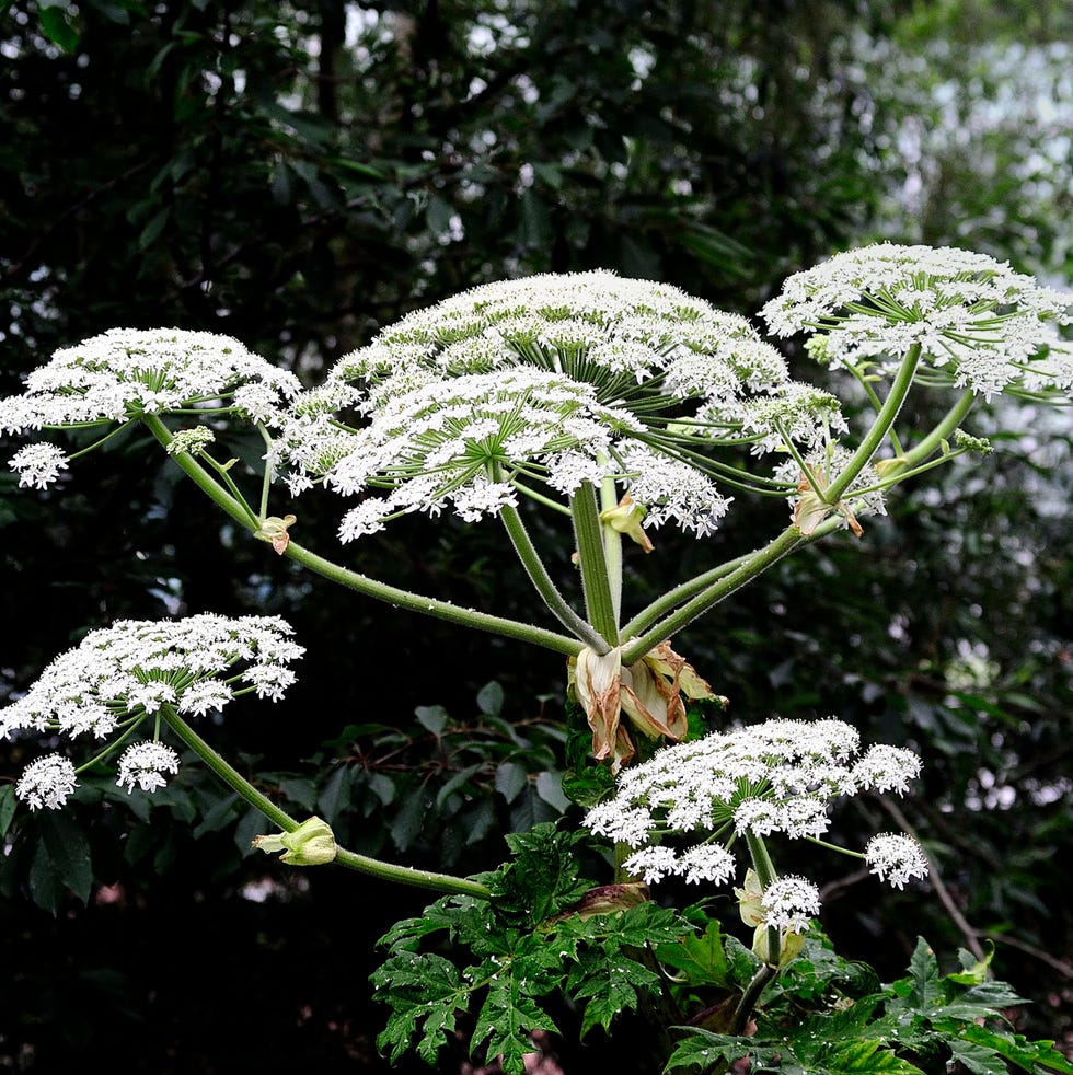 most toxic plants, giant hogweed heracleum mantegazzianum