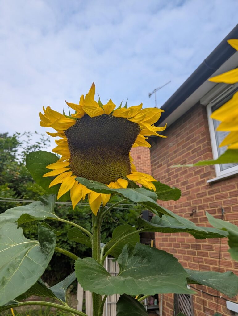 Odd shaped sunflower head? Odd shaped sunflower head?