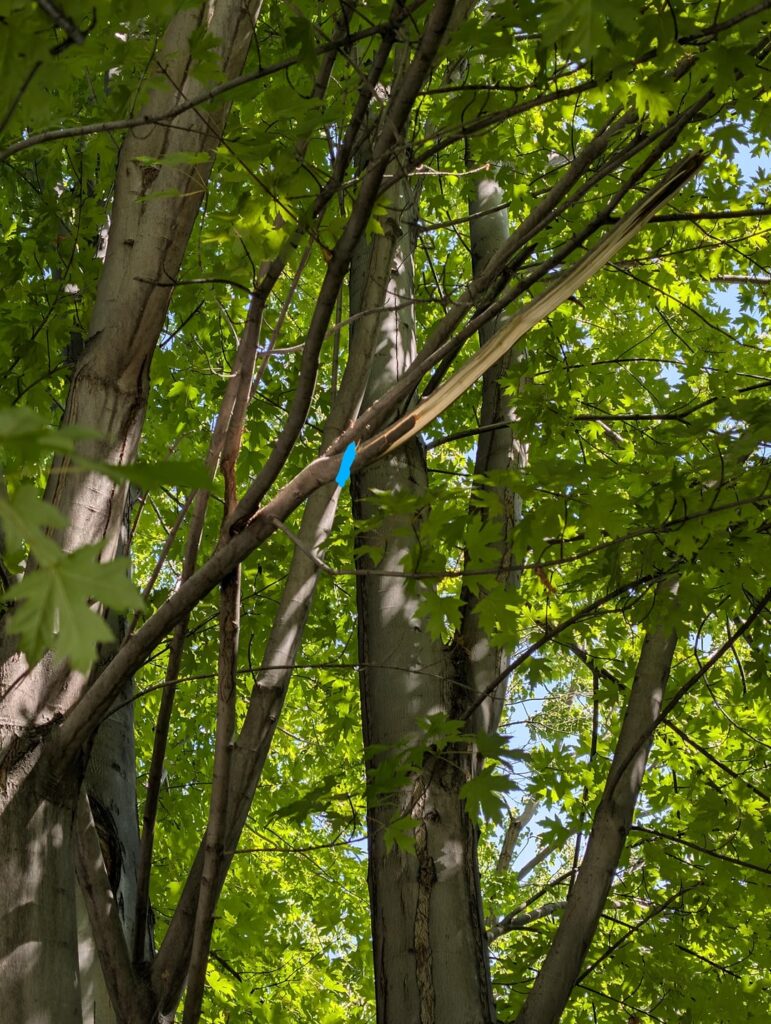 Can I save this broken branch? Can I save this broken branch?