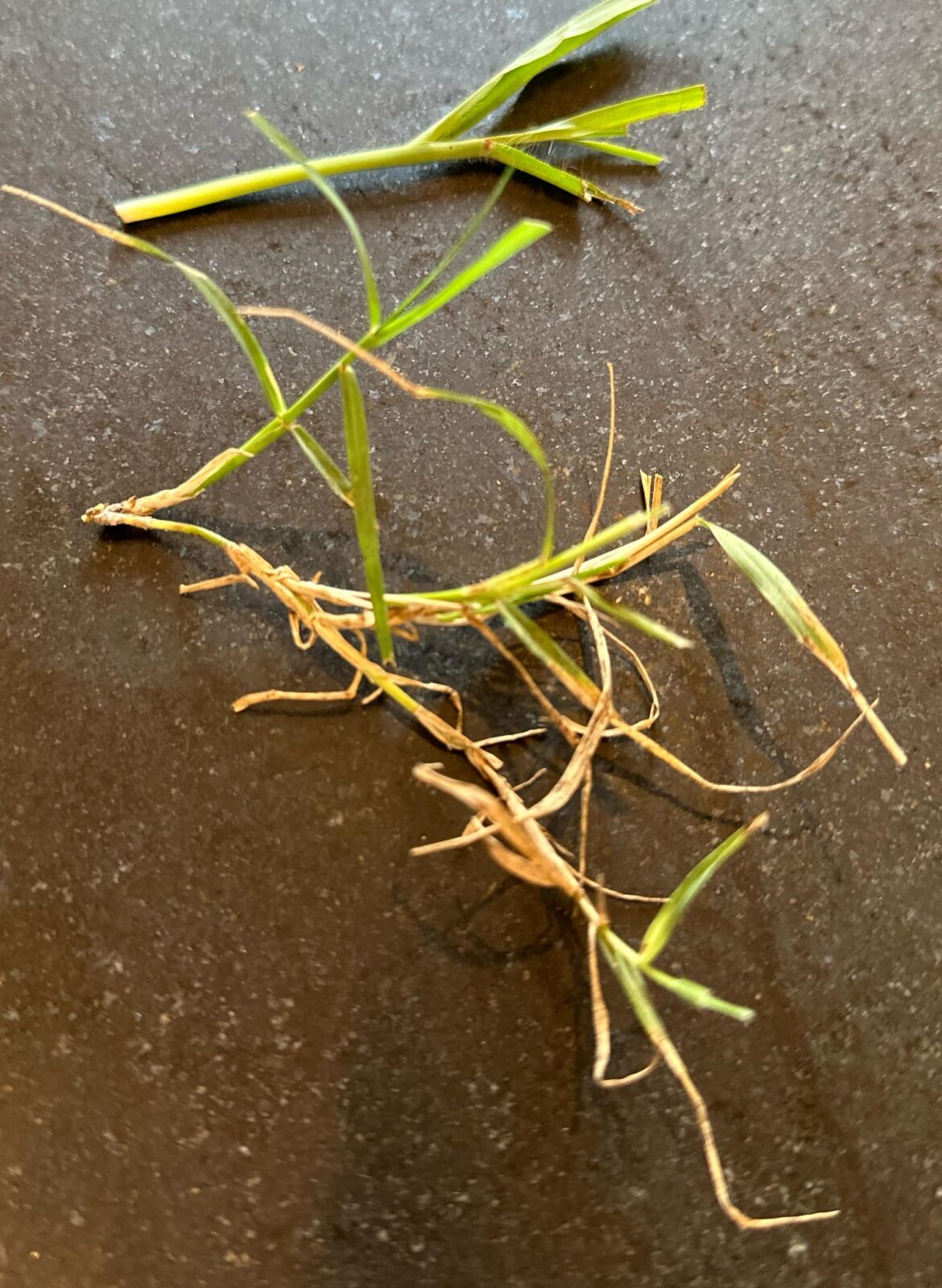 ID help: what grass or weed is this? ID help: what grass or weed is this?