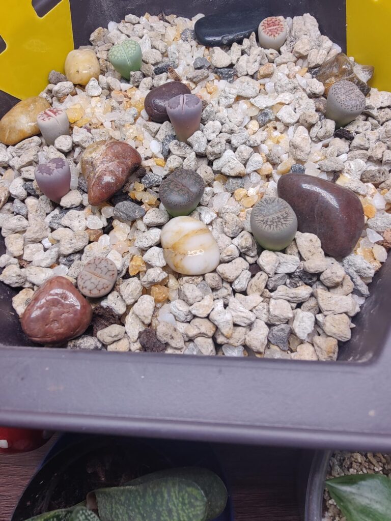 Thought I'd share my baby lithops