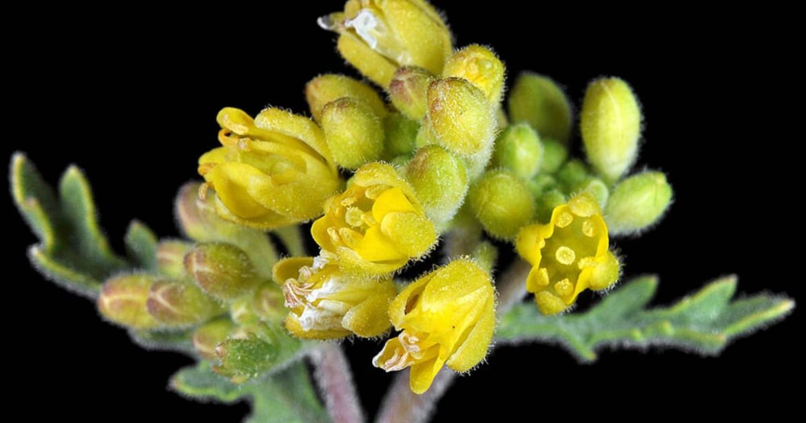 There’s a push to save an Ice Age-era flower growing in the PNW – KIRO 7 News Seattle There’s a push to save an Ice Age-era flower growing in the PNW – KIRO 7 News Seattle