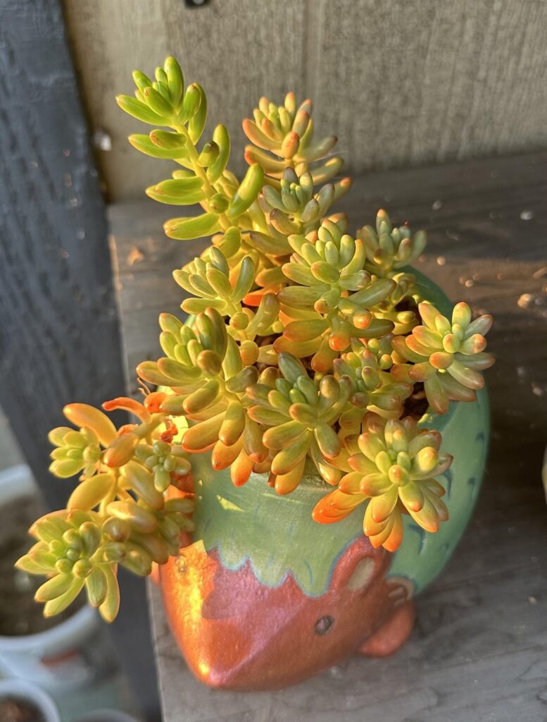 My Jellybean succulent’s growth within 10 months