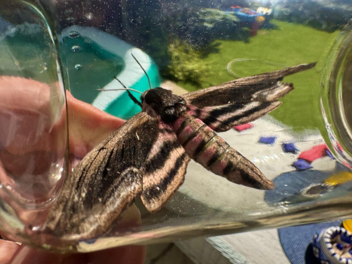 What kind of moth is this? Absolutely unit of a thing, around 3-4inches long!