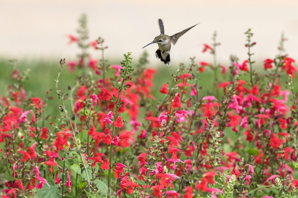 why no hummingbirds