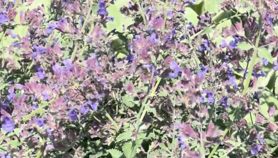 "Nice shot you got!"