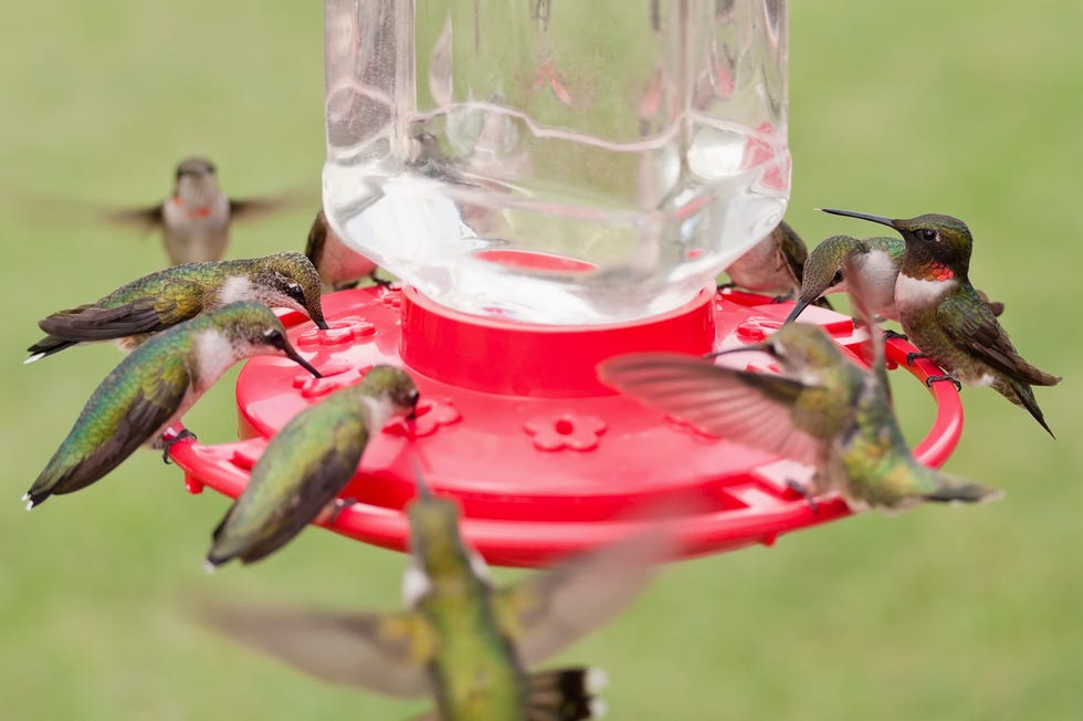 when to take down hummingbird feeder