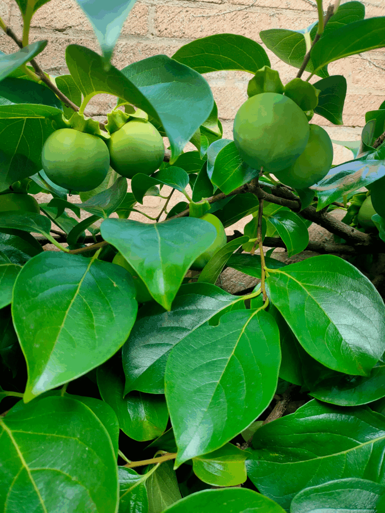Persimmon coming along