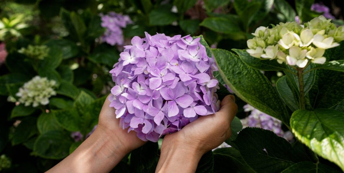 How To Prune Hydrangeas And Get The Most Out Of This Flamboyant Flower