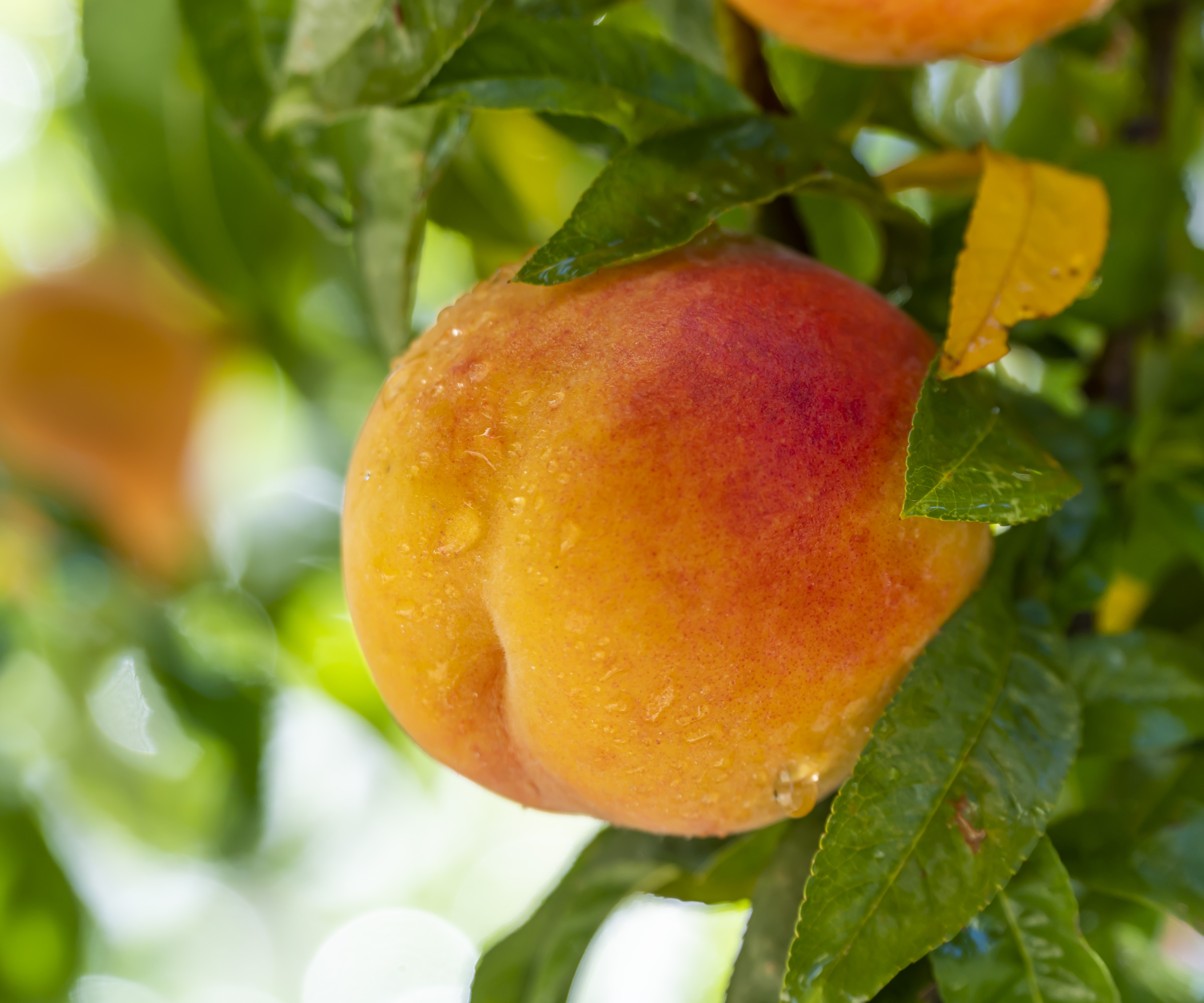 Ripe peach with water droplets on it