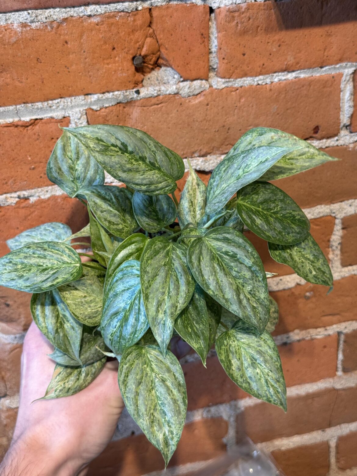 is this sodiroi sick or variegated?