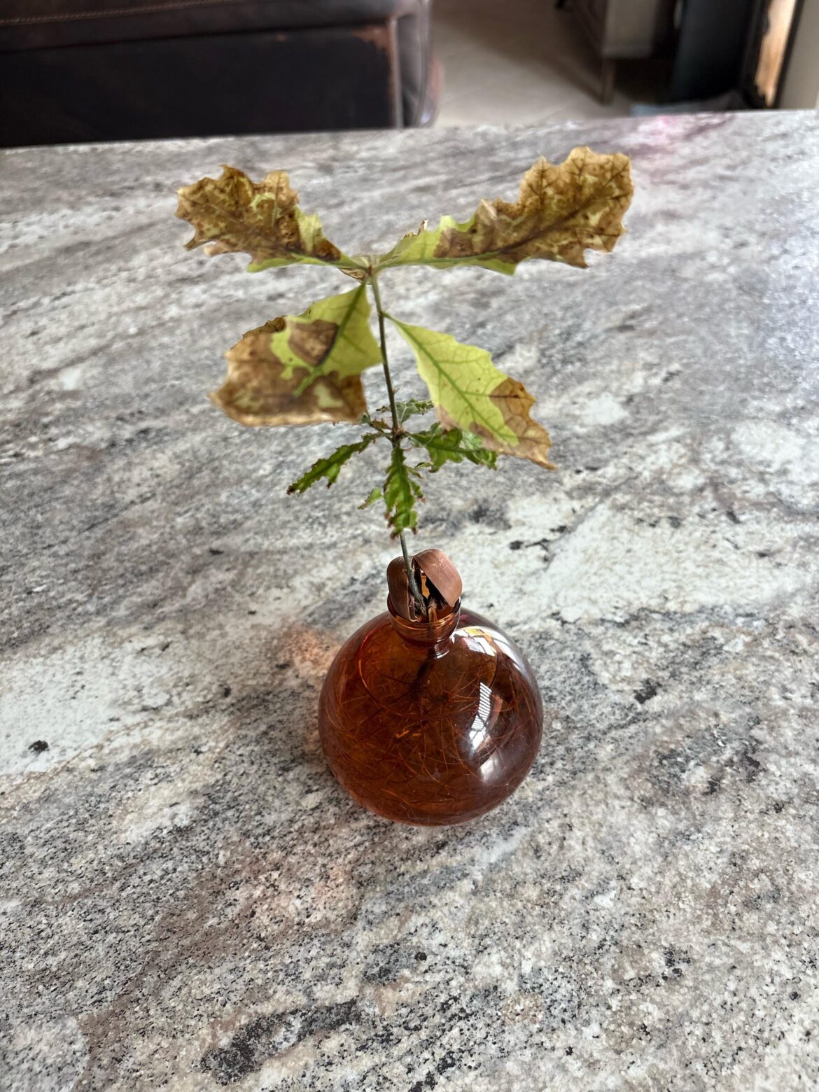 Red Oak Acorn
