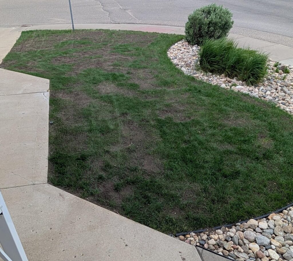 Who says you can't grow from seed in summer.