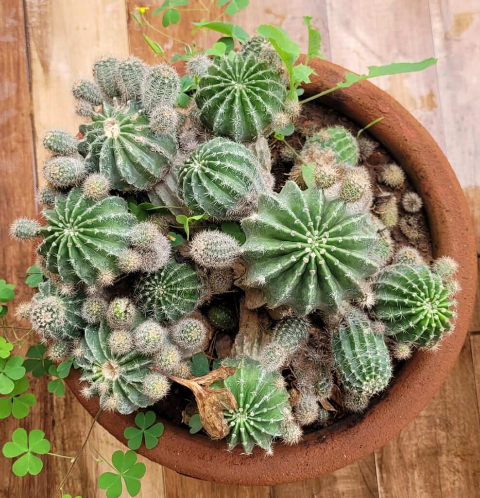 Brought him home as a baby, now look at my boy 🥹🌵