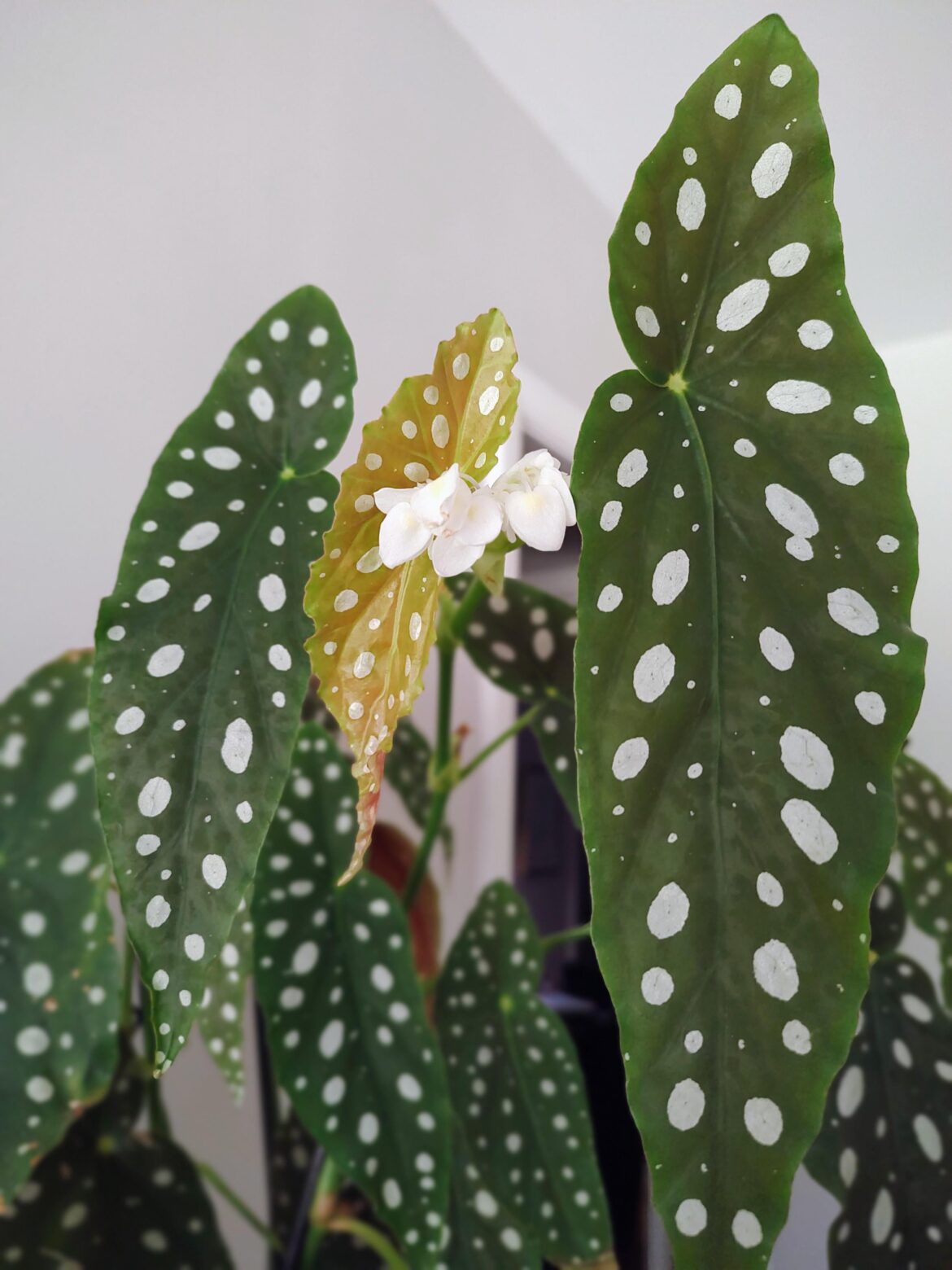 She's blooming for the first time! 😍
