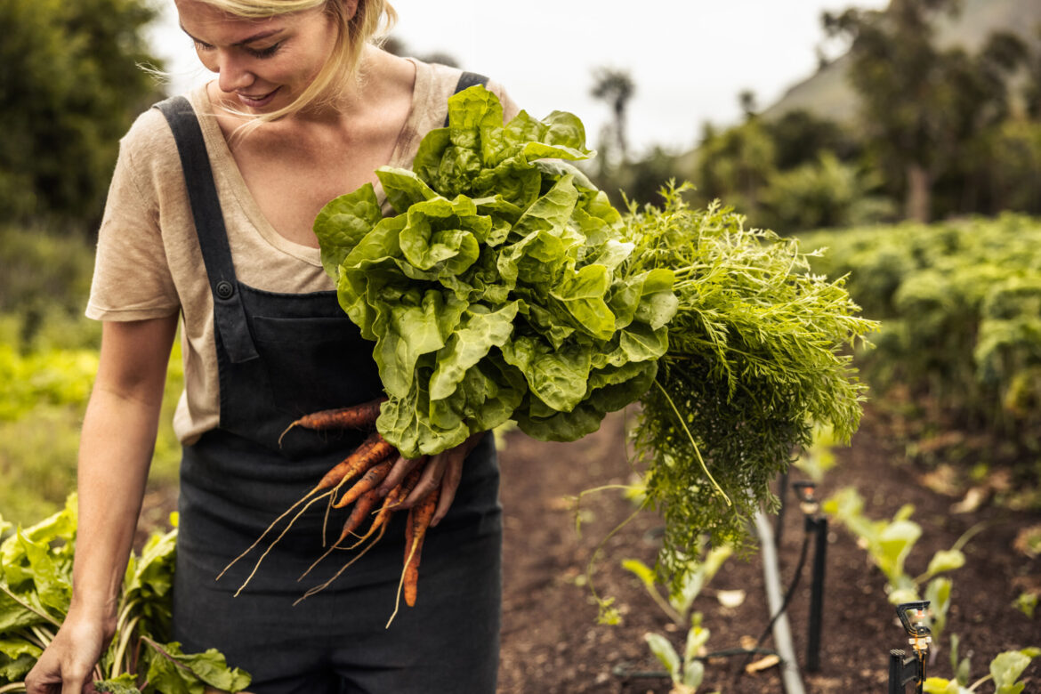 The best vegetables and fruits to grow in northern gardens • The best vegetables and fruits to grow in northern gardens •